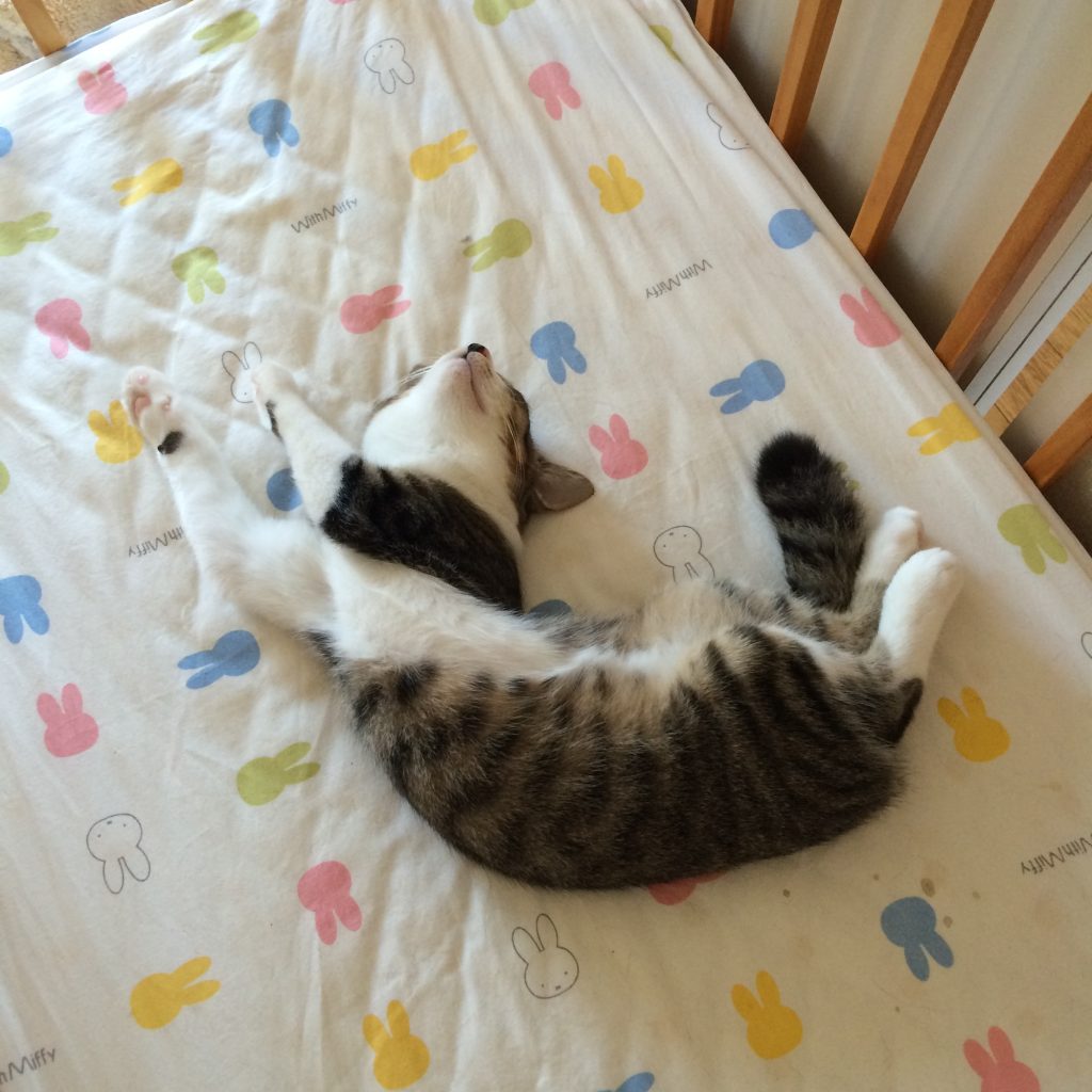 緊張感が溢れていたこねこ時代。ビューティライター・AYANAのねこ