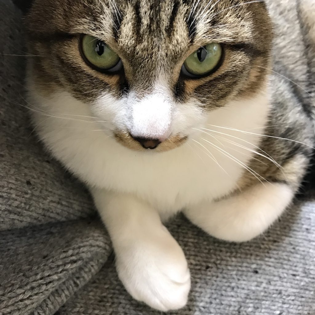 ねこだから、許せること。ビューティライター・AYANAのねこ