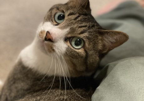 ねこだから、許せること。ビューティライター・AYANAのねこ