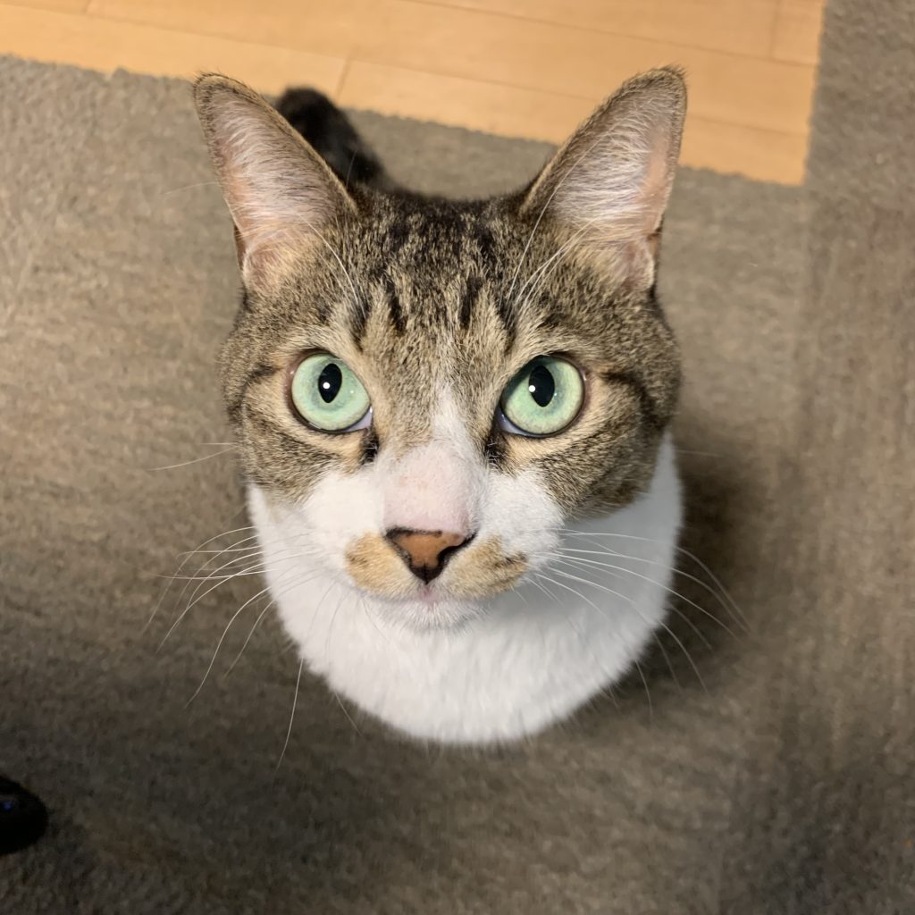 ねこだから、許せること。ビューティライター・AYANAのねこ