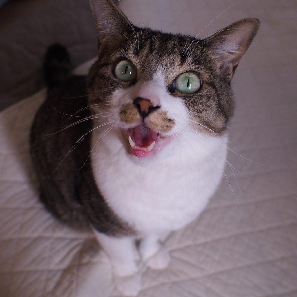 ねこだから、許せること。ビューティライター・AYANAのねこ