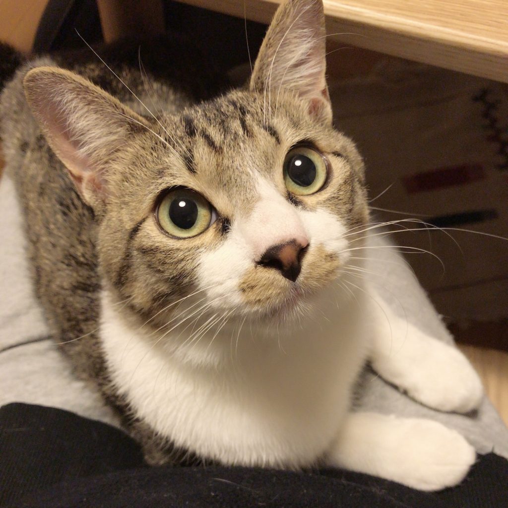 ねこだから、許せること。ビューティライター・AYANAのねこ
