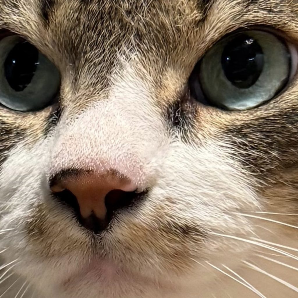 わかるようでわからない、ねこ心。ビューティライター・AYANAのねことの暮らし#3