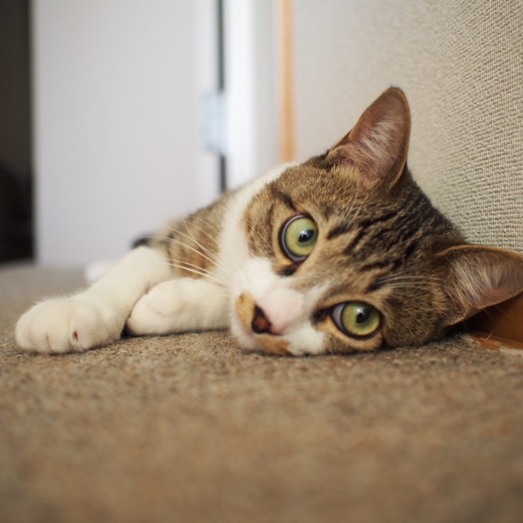 わかるようでわからない、ねこ心。ビューティライター・AYANAのねこ