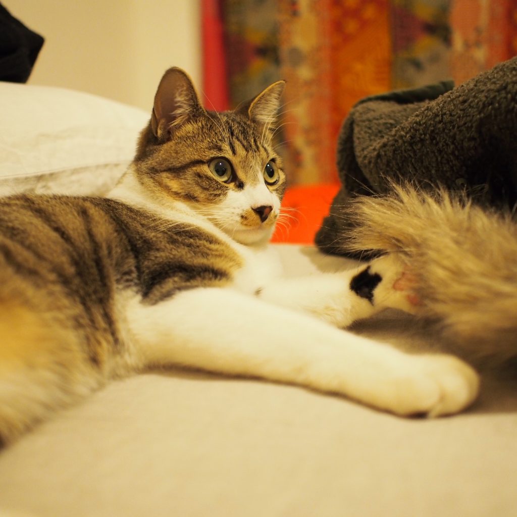 わかるようでわからない、ねこ心。ビューティライター・AYANAのねこ