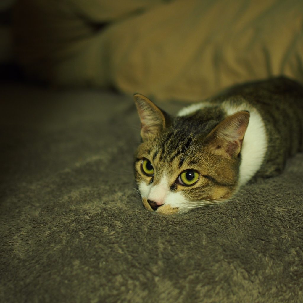 わかるようでわからない、ねこ心。ビューティライター・AYANAのねこ