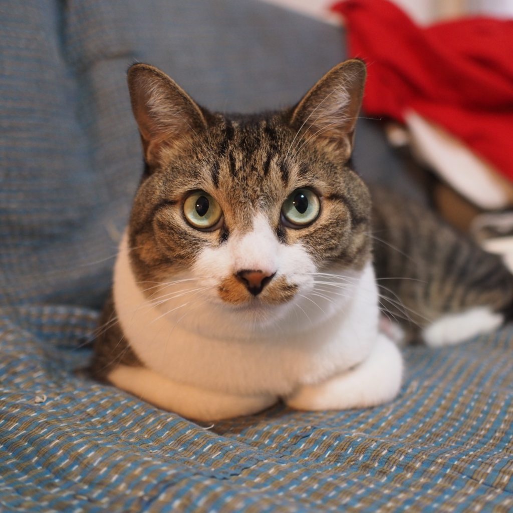 わかるようでわからない、ねこ心。ビューティライター・AYANAのねこ
