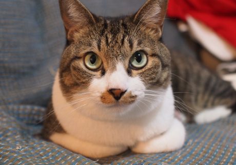 わかるようでわからない、ねこ心。ビューティライター・AYANAのねこ