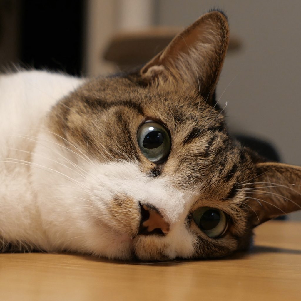 まさかの２度の誤飲。願いは一つ「ただ生きていてほしい」。ビューティライター・AYANAのねこ