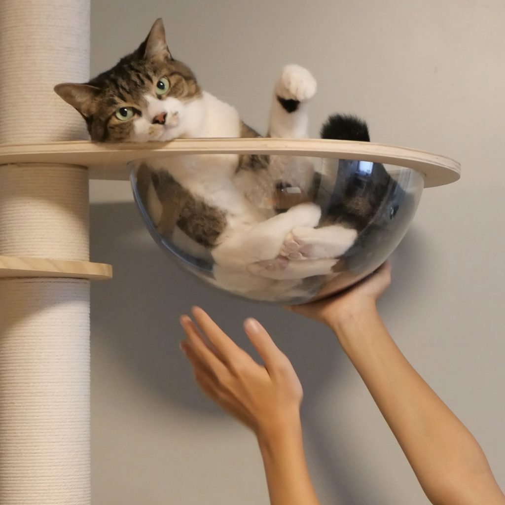 まさかの２度の誤飲。願いは一つ「ただ生きていてほしい」。ビューティライター・AYANAのねこ