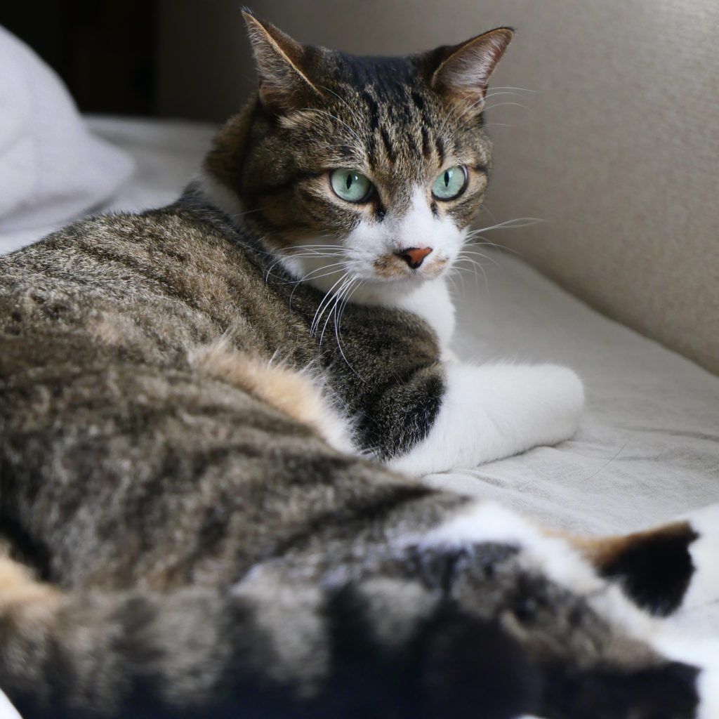 まさかの２度の誤飲。願いは一つ「ただ生きていてほしい」。ビューティライター・AYANAのねこ
