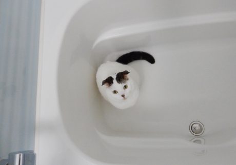 今日は温泉の日。オレもお風呂大好きやで〜。スコティッシュフォールド いなほ | ひんやりしてて、静かで、飼い主と遊んだりもできるからなー。