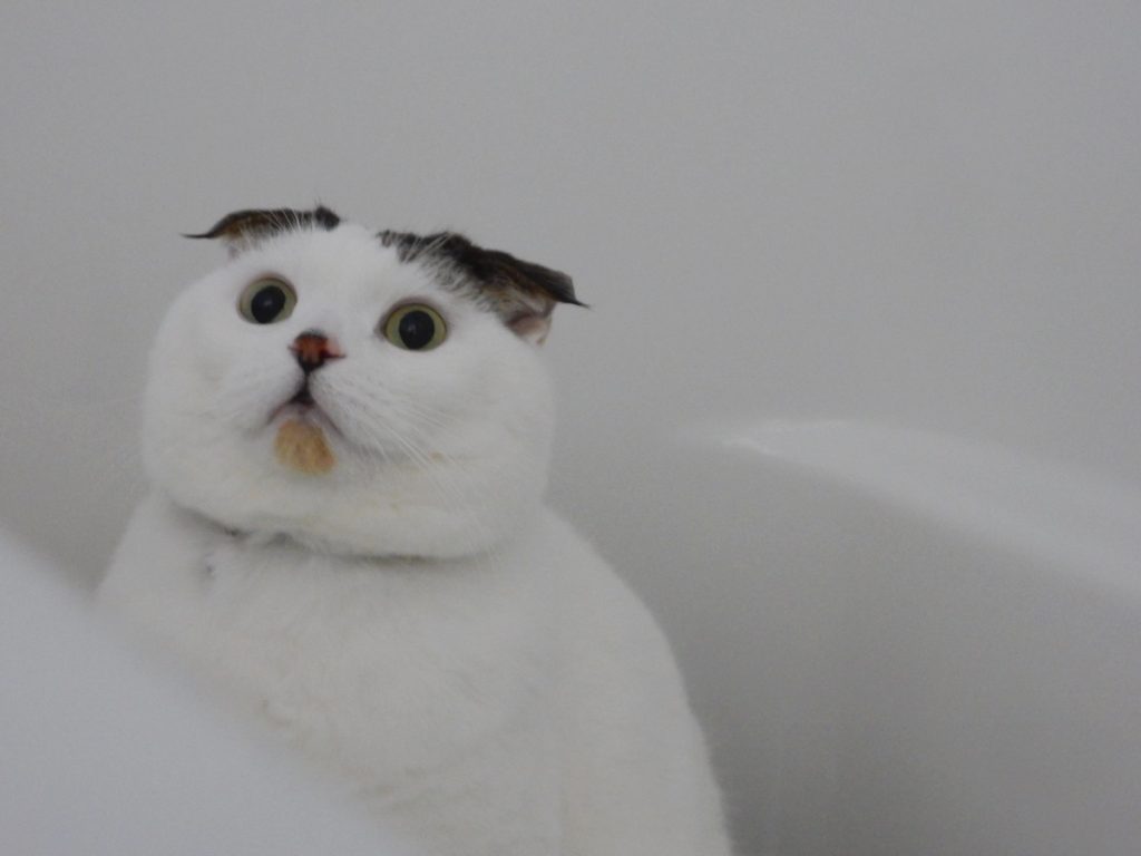 今日は温泉の日。オレもお風呂大好きやで〜。スコティッシュフォールド いなほ | なんか嫌な予感！！シャワー出すのはやめてやー。