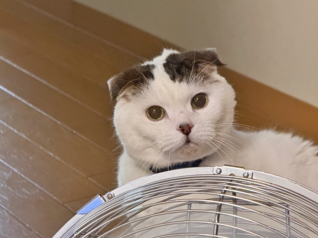 かくれんぼで遊ぶのが好きなんや〜。スコティッシュフォールド いなほ | 全然みつけてくれへん。何してるん、飼い主！