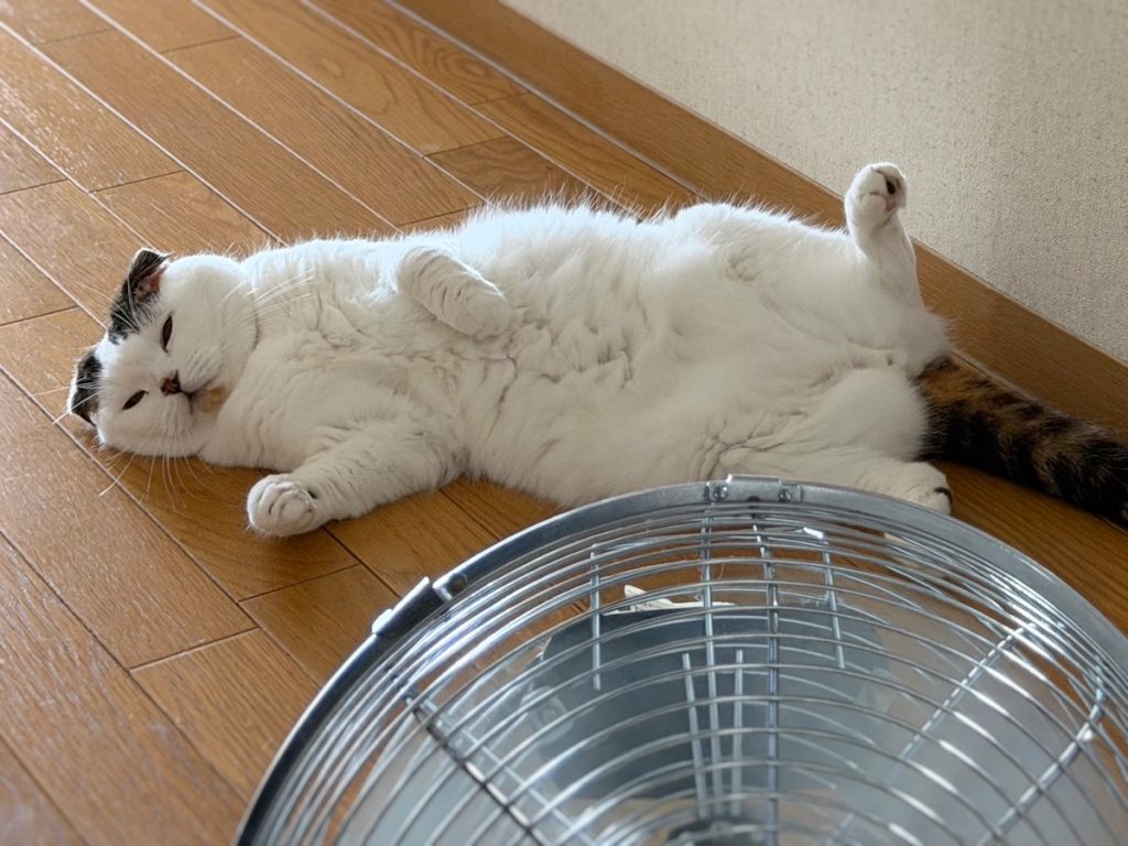 かくれんぼで遊ぶのが好きなんや〜。スコティッシュフォールド いなほ | ちょっと中断して昼寝しよかなー。
