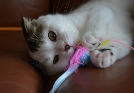 赤ちゃんのオレはなんでもかじってたんやで。スコティッシュフォールド いなほ | 赤ちゃんのオレシリーズ。これは生後4か月くらいのオレ！