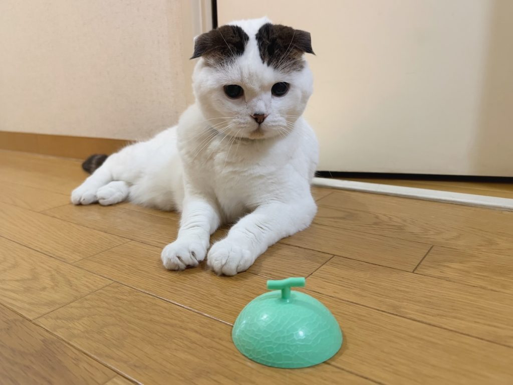 オレは、メロン王子！？スコティッシュフォールド いなほ | 不意に置かれたメロン......。これは飼い主からオレへの無言のメッセージ。