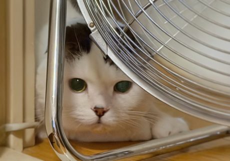 かくれんぼで遊ぶのが好きなんや〜。スコティッシュフォールド いなほ | ときどき飼い主と遊んであげるオレ。定番の遊びはかくれんぼやで。