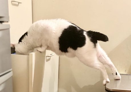 ぶかぶかサロペットをお召しになって？保護猫　えいた