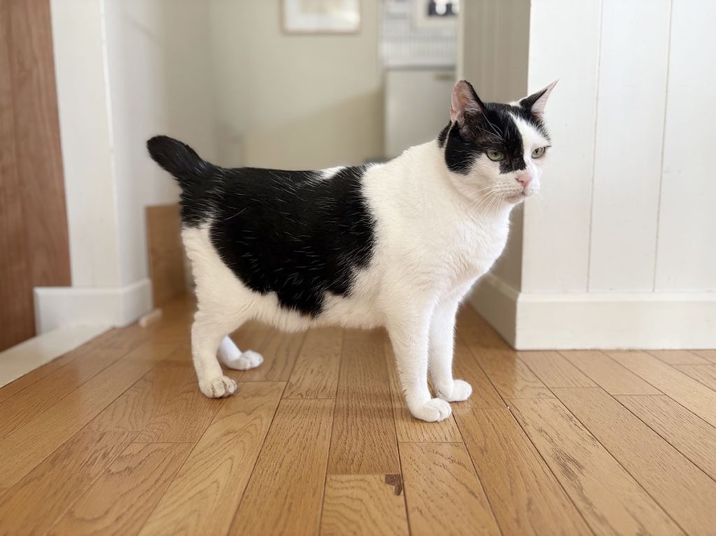 ぶかぶかサロペットをお召しになって？保護猫　えいた