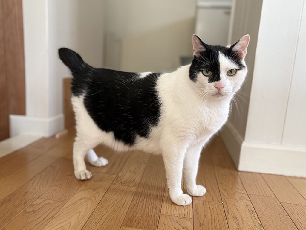 ぶかぶかサロペットをお召しになって？保護猫　えいた
