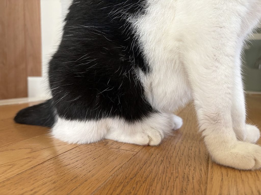 ぶかぶかサロペットをお召しになって？保護猫　えいた