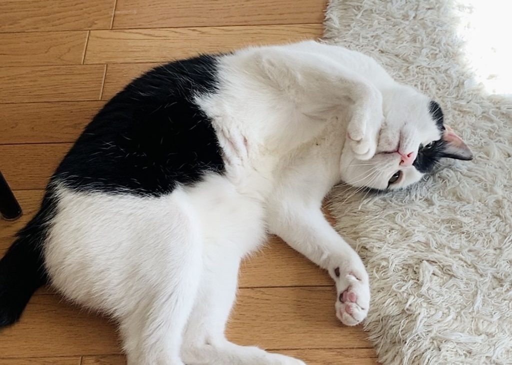 ぶかぶかサロペットをお召しになって？保護猫　えいた