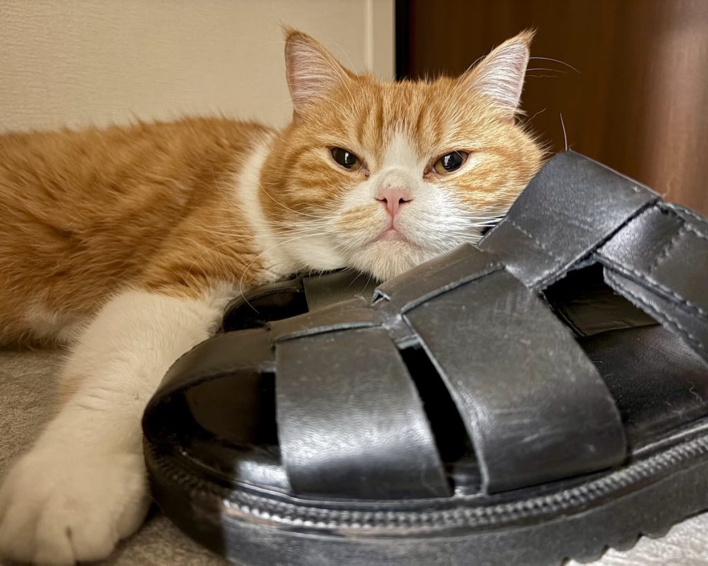今夜の寝床見っけ。ハチワレ とろろ | 飼い主「えっ〜！めっちゃ寛いでるじゃん」