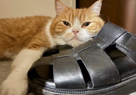 今夜の寝床見っけ。ハチワレ とろろ | 飼い主「えっ〜！めっちゃ寛いでるじゃん」