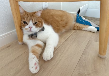 暑い日は、こう。ハチワレ とろろ | 今日も暑いね......。（だらだら）