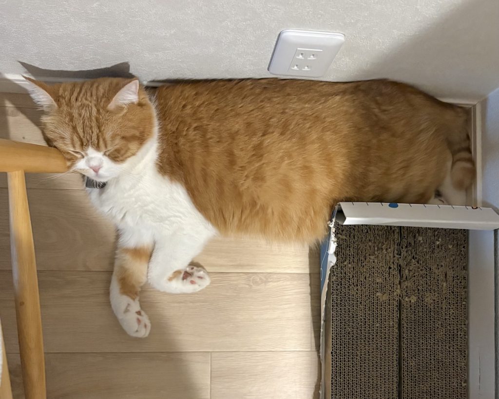 暑い日は、こう。ハチワレ とろろ | 背中も壁にピッタリ寄せて。（しっぽは直角）