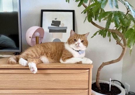 グリーンを見守らなくちゃ。ハチワレ とろろ | 今朝、水やりサボったでしょ！？（疑いの眼差し）