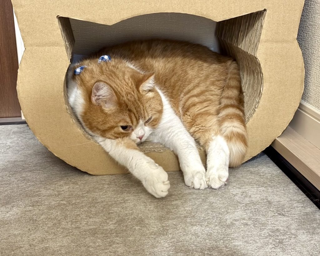 爪研ぎの中でおやすみ。ハチワレ とろろ | 飼い主「とろちゃん、爪研ぎの中に入ったのね！」
とろろ（両耳ぴょこっ）