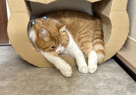 爪研ぎの中でおやすみ。ハチワレ とろろ | 飼い主「とろちゃん、爪研ぎの中に入ったのね!」
とろろ(両耳ぴょこっ) 爪研ぎの中でおやすみ。ハチワレ とろろ | 飼い主「とろちゃん、爪研ぎの中に入ったのね!」
とろろ(両耳ぴょこっ)