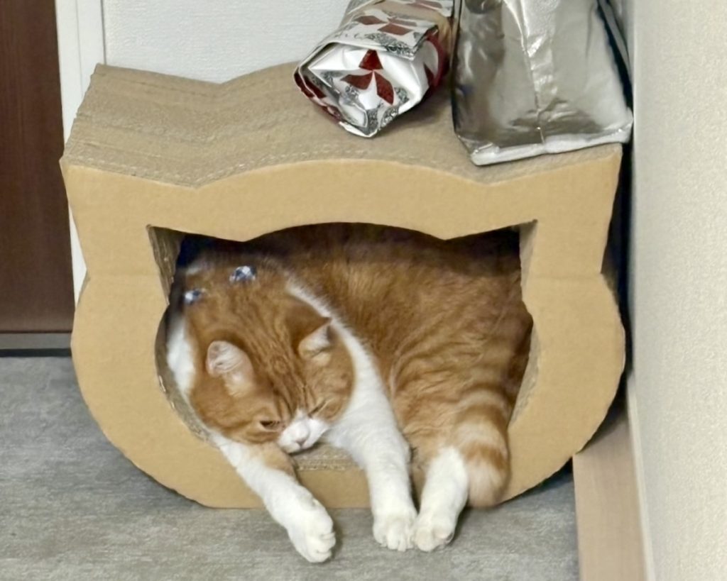 爪研ぎの中でおやすみ。ハチワレ とろろ | 飼い主「全然使わないから、捨てようと思って、玄関に移動したんだよ。」