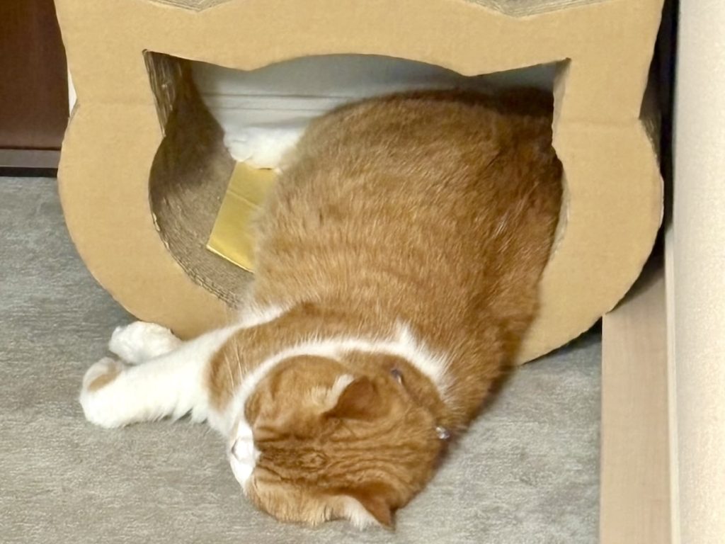 爪研ぎの中でおやすみ。ハチワレ とろろ | 飼い主「離れたくないんだね、捨てるのやめるね。」