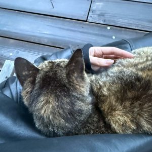 片足のない猫と、吉本ばなな『うたかた／サンクチュアリ』。海辺の本屋の日々と本。写真と文：あかしゆか（編集者・『aru』店主）#3わたしの膝の上から離れない猫。 | わたしの膝の上から離れない猫。