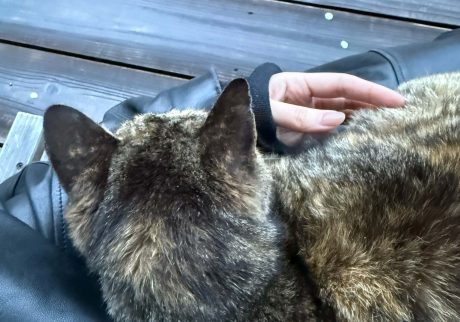 片足のない猫と、吉本ばなな『うたかた／サンクチュアリ』。海辺の本屋の日々と本。写真と文：あかしゆか（編集者・『aru』店主）#3わたしの膝の上から離れない猫。 | わたしの膝の上から離れない猫。