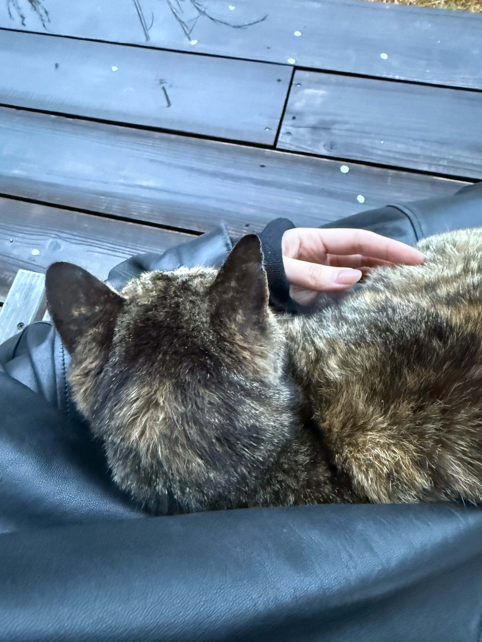 片足のない猫と、吉本ばなな『うたかた／サンクチュアリ』。海辺の本屋の日々と本。写真と文：あかしゆか（編集者・『aru』店主）#3