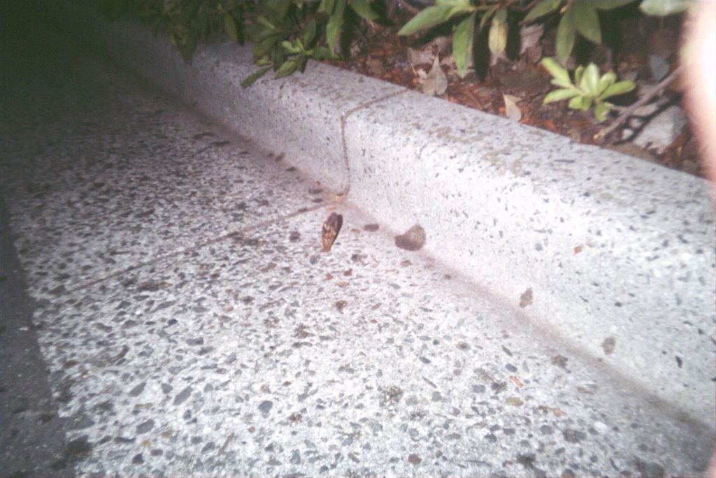蟻が蝉の羽を運んでいた。 蟻が蝉の羽を運んでいた。
