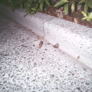 蟻が蝉の羽を運んでいた。