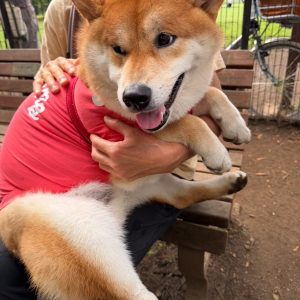だいたいいつもゴキゲンさんなぼく。今朝もぜーんぶ楽しいです。柴犬子犬ハルのワンダフルライフ