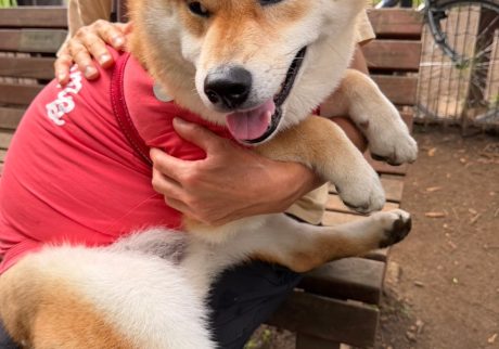 だいたいいつもゴキゲンさんなぼく。今朝もぜーんぶ楽しいです。柴犬子犬ハルのワンダフルライフ