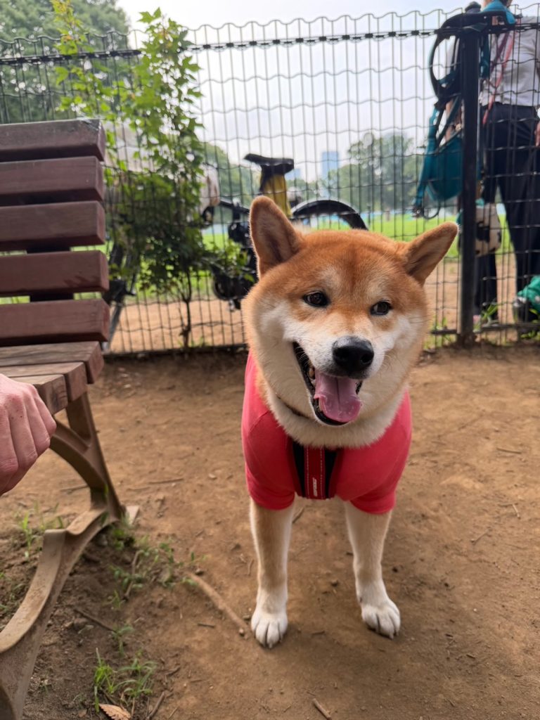 だいたいいつもゴキゲンさんなぼく。今朝もぜーんぶ楽しいです。柴犬子犬ハルのワンダフルライフ
