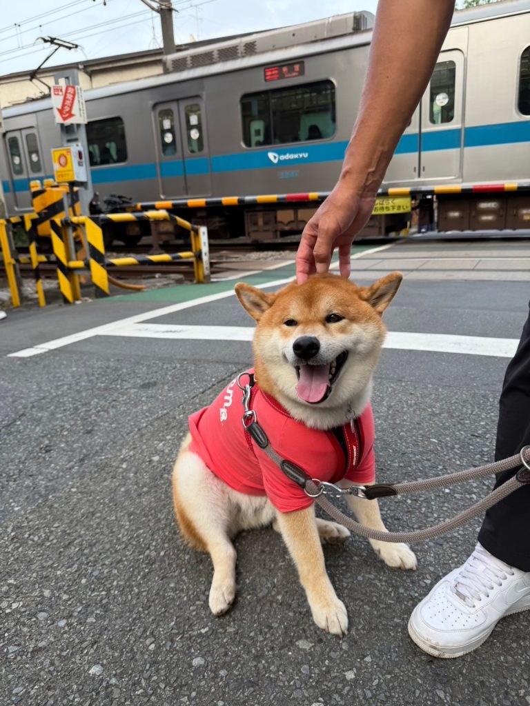 だいたいいつもゴキゲンさんなぼく。今朝もぜーんぶ楽しいです。柴犬子犬ハルのワンダフルライフ