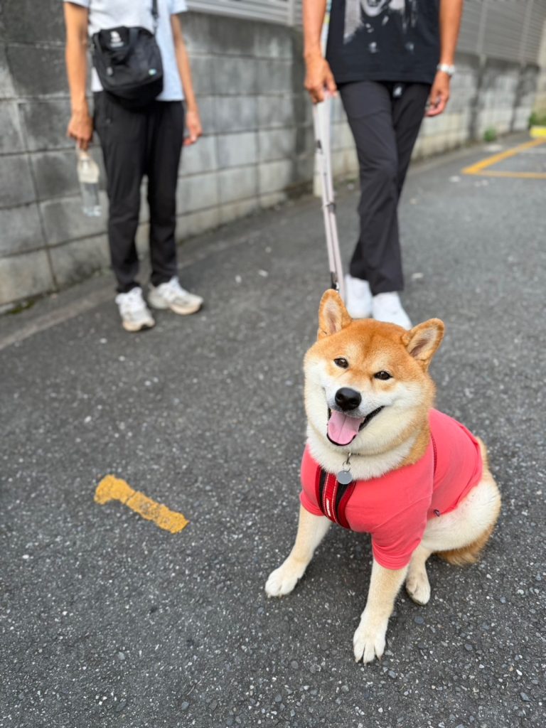 だいたいいつもゴキゲンさんなぼく。今朝もぜーんぶ楽しいです。柴犬子犬ハルのワンダフルライフ