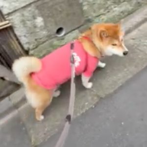 いつものコースだってチェックは怠りません。変化を探すのがお散歩の醍醐味です。柴犬子犬ハルのワンダフルライフ
