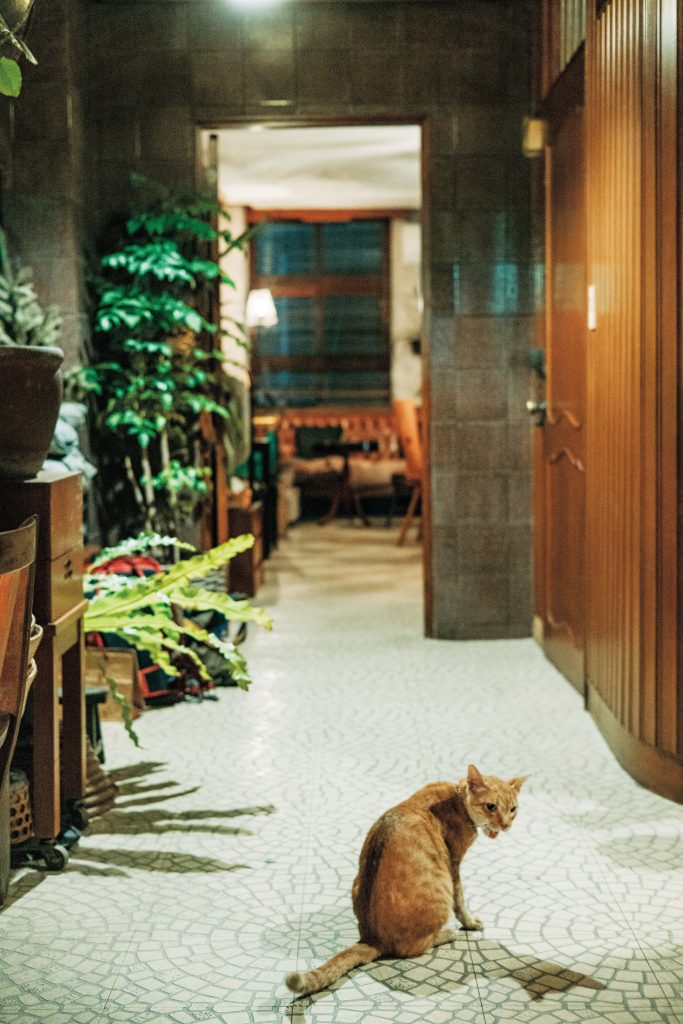 懐かしさを覚える景色を探しに。台南のノスタルジックな街並みを歩く。2匹いる看板猫のうちDarling。 | 2匹いる看板猫のうちDarling。