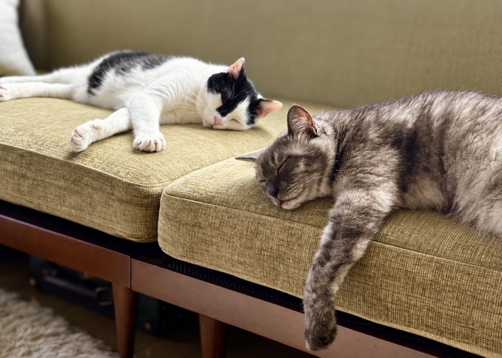 寝床の季節替え。今年はどこで寝るのかな?保護猫 えいた 寝床の季節替え。今年はどこで寝るのかな?保護猫 えいた