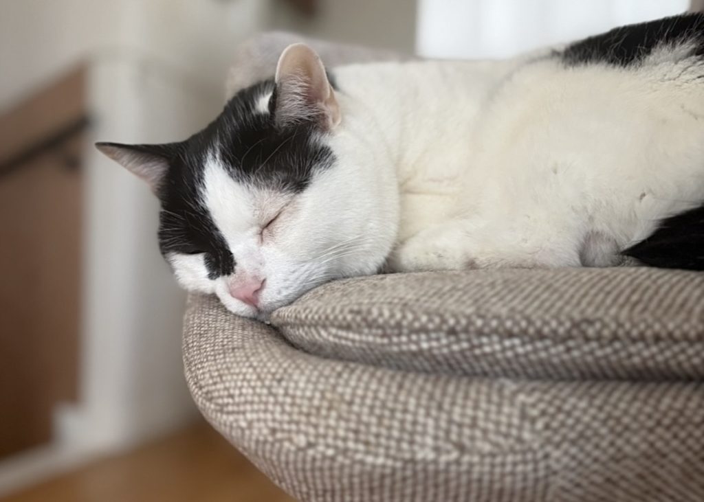 寝床の季節替え。今年はどこで寝るのかな?保護猫 えいた 寝床の季節替え。今年はどこで寝るのかな?保護猫 えいた
